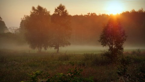 Обои трава, солнце, природа, лес, утро, туман, осень, поляна, grass, the sun, nature, forest, morning, fog, autumn, glade разрешение 3840x2400 Загрузить