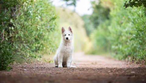 Обои собака, щенок, белая швейцарская овчарка, dog, puppy, the white swiss shepherd dog разрешение 1920x1080 Загрузить