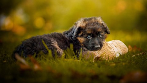 Обои трава, мордочка, взгляд, собака, щенок, немецкая овчарка, grass, muzzle, look, dog, puppy, german shepherd разрешение 1920x1200 Загрузить