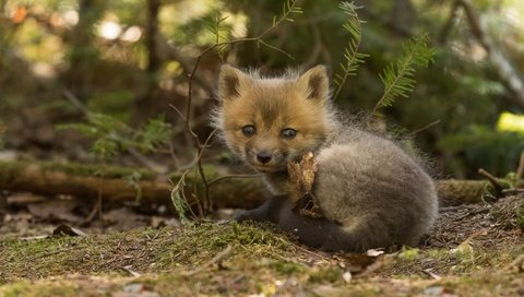 Обои лиса, лисица, детеныш, лисенок, fox, cub разрешение 1920x1080 Загрузить