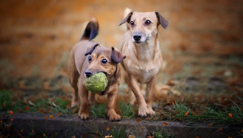 Обои взгляд, игрушка, мячик, собаки, мордочки, aleksandra chmiel, look, toy, the ball, dogs, faces разрешение 1920x1200 Загрузить