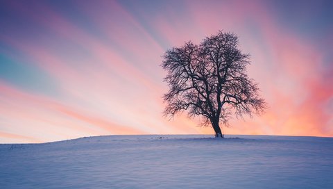 Обои снег, природа, дерево, закат, зима, пейзаж, snow, nature, tree, sunset, winter, landscape разрешение 1920x1200 Загрузить