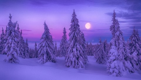 Обои ночь, деревья, снег, природа, лес, зима, луна, ели, night, trees, snow, nature, forest, winter, the moon, ate разрешение 1920x1200 Загрузить