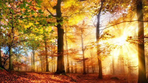 Обои деревья, солнце, природа, лес, лучи, осень, солнечный свет, smileus, trees, the sun, nature, forest, rays, autumn, sunlight разрешение 1920x1200 Загрузить