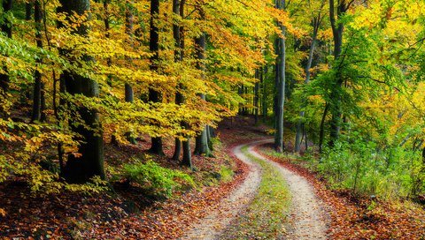 Обои дорога, природа, лес, осень, road, nature, forest, autumn разрешение 1920x1200 Загрузить