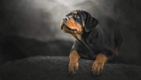 Обои мордочка, взгляд, собака, щенок, ротвейлер, muzzle, look, dog, puppy, rottweiler разрешение 1920x1200 Загрузить