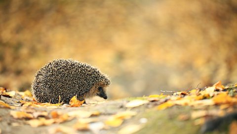 Обои листья, осень, ежик, еж, leaves, autumn, hedgehog разрешение 1920x1200 Загрузить