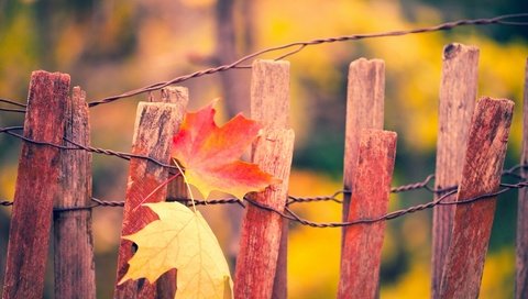 Обои листья, макро, осень, забор, кленовый лист, leaves, macro, autumn, the fence, maple leaf разрешение 1920x1200 Загрузить