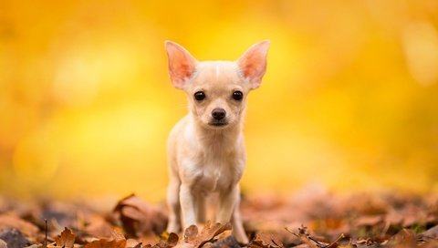 Обои листья, мордочка, взгляд, осень, собака, чихуахуа, leaves, muzzle, look, autumn, dog, chihuahua разрешение 1920x1200 Загрузить