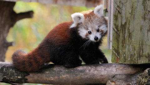 Обои мордочка, взгляд, панда, красная панда, малая панда, бамбуковый медведь, muzzle, look, panda, red panda, bamboo bear разрешение 1920x1200 Загрузить