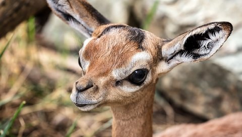 Обои глаза, взгляд, животное, уши, антилопа, геренук, жирафовая газель, газель, eyes, look, animal, ears, antelope, gerenuk, giraffidae gazelle, gazelle разрешение 2500x1830 Загрузить