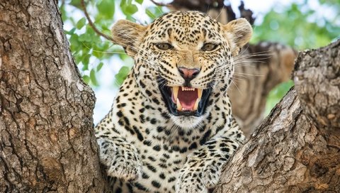 Обои морда, леопард, хищник, большая кошка, зубы, face, leopard, predator, big cat, teeth разрешение 2560x1700 Загрузить