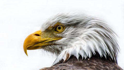 Обои морда, орел, профиль, птица, клюв, перья, белоголовый орлан, face, eagle, profile, bird, beak, feathers, bald eagle разрешение 2048x1463 Загрузить
