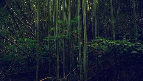 Обои деревья, лес, листва, бамбук, trees, forest, foliage, bamboo разрешение 3840x2160 Загрузить