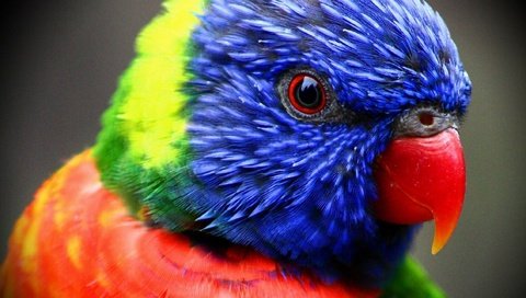 Обои птица, клюв, перья, попугай, лорикет, радужный лорикет, многоцветный лорикет, bird, beak, feathers, parrot, rainbow lorikeet, multicolor lorikeet разрешение 2560x1440 Загрузить