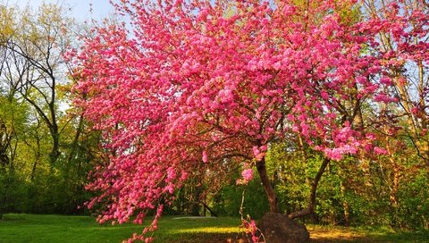 Обои цветы, дерево, цветение, сад, весна, flowers, tree, flowering, garden, spring разрешение 2048x1359 Загрузить