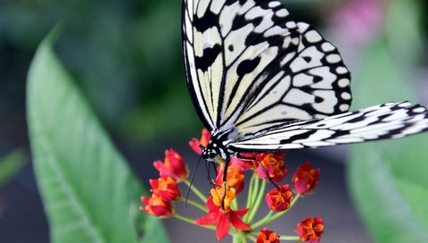 Обои насекомое, цветок, бабочка, крылья, insect, flower, butterfly, wings разрешение 5984x3328 Загрузить