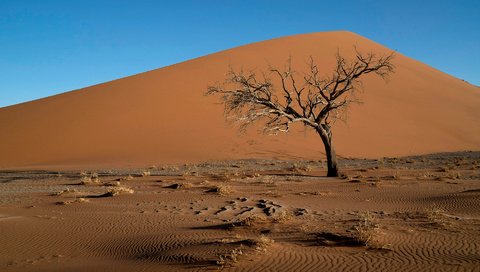 Обои дерево, пейзаж, песок, пустыня, коряга, дюны, tree, landscape, sand, desert, snag, dunes разрешение 1920x1200 Загрузить