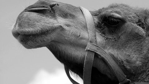 Обои чёрно-белое, профиль, верблюд, black and white, profile, camel разрешение 1920x1285 Загрузить