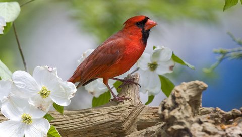 Обои цветы, птица, клюв, весна, перья, кардинал, жасмин, flowers, bird, beak, spring, feathers, cardinal, jasmine разрешение 1920x1080 Загрузить