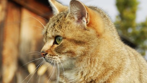 Обои кот, мордочка, усы, кошка, взгляд, профиль, cat, muzzle, mustache, look, profile разрешение 2560x1600 Загрузить
