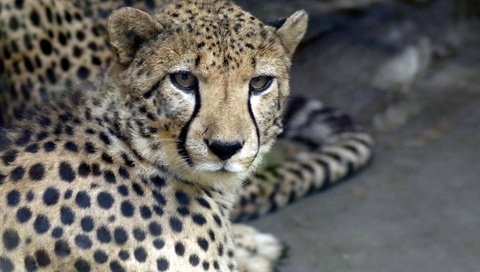 Обои морда, взгляд, хищник, гепард, face, look, predator, cheetah разрешение 3908x2603 Загрузить