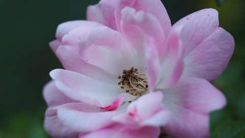 Обои цветок, лепестки, пыльца, розовый цветок, крупным планом, flower, petals, pollen, pink flower, closeup разрешение 4608x3456 Загрузить