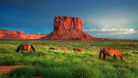 Обои трава, скалы, пейзаж, каньон, лошади, кони, долина монументов, grass, rocks, landscape, canyon, horse, horses, monument valley разрешение 1920x1080 Загрузить