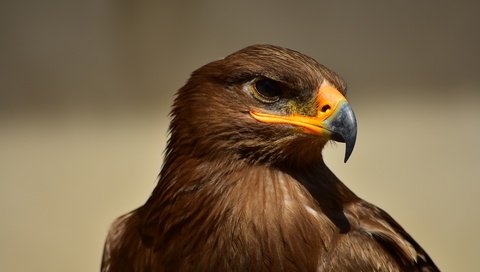 Обои орел, птица, клюв, перья, eagle, bird, beak, feathers разрешение 2992x2000 Загрузить