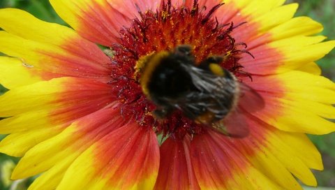 Обои насекомое, цветок, лепестки, шмель, гайлардия, gaillardia, insect, flower, petals, bumblebee, gaylardiya разрешение 3072x2304 Загрузить