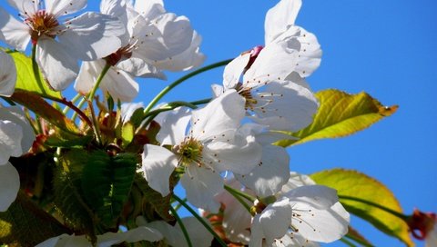 Обои небо, цветы, цветение, лепестки, весна, вишня, the sky, flowers, flowering, petals, spring, cherry разрешение 3648x2736 Загрузить