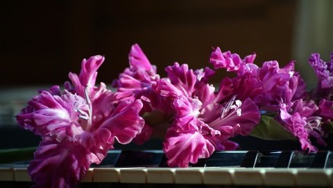 Обои цветы, розовый, пианино, клавиши, гладиолус, flowers, pink, piano, keys, gladiolus разрешение 2590x1715 Загрузить