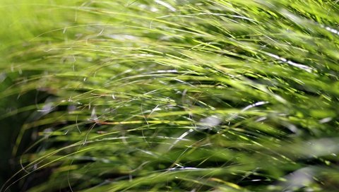Обои трава, природа, макро, крупным планом, grass, nature, macro, closeup разрешение 5472x3648 Загрузить