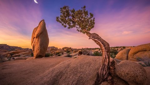 Обои небо, дерево, камни, луна, сша, калифорния, joshua tree national park, национальный парк джошуа-три, the sky, tree, stones, the moon, usa, ca, national park joshua tree разрешение 2048x1365 Загрузить