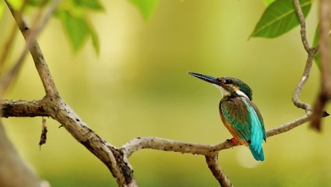 Обои ветка, дерево, листья, птица, клюв, перья, зимородок, branch, tree, leaves, bird, beak, feathers, kingfisher разрешение 2048x1365 Загрузить