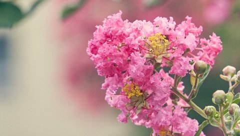 Обои цветение, цветок, размытость, розовые цветы, лагерстремия, flowering, flower, blur, pink flowers, lagerstroemia разрешение 3227x2155 Загрузить