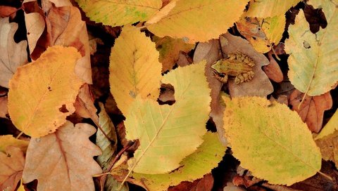 Обои природа, листья, осень, лягушка, желтые листья, nature, leaves, autumn, frog, yellow leaves разрешение 1920x1200 Загрузить