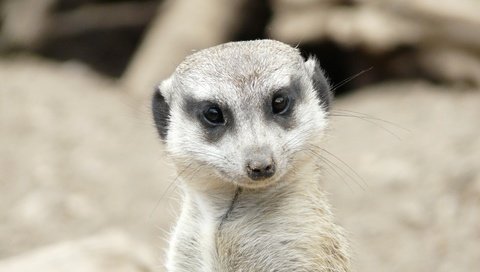 Обои глаза, мордочка, взгляд, сурикат, eyes, muzzle, look, meerkat разрешение 3264x2176 Загрузить