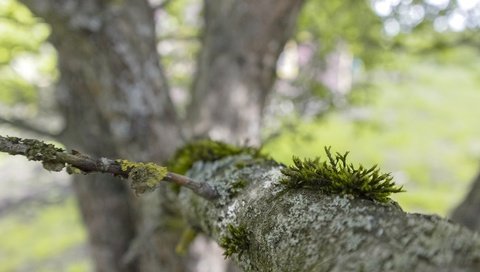 Обои природа, дерево, размытость, мох, кора, ветвь, nature, tree, blur, moss, bark, branch разрешение 1920x1080 Загрузить