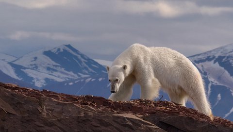 Обои горы, снег, медведь, хищник, животное, белый медведь, mike reyfman, mountains, snow, bear, predator, animal, polar bear разрешение 1920x1200 Загрузить