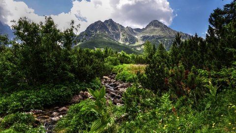 Обои небо, облака, деревья, горы, зелень, растения, the sky, clouds, trees, mountains, greens, plants разрешение 2560x1600 Загрузить