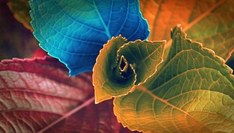 Обои цвета, листья, макро, дизайн, растение, color, leaves, macro, design, plant разрешение 1920x1200 Загрузить