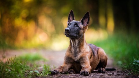 Обои собака, щенок, овчарка, малинуа, бельгийская овчарка, dog, puppy, shepherd, malinois, belgian shepherd разрешение 1920x1200 Загрузить