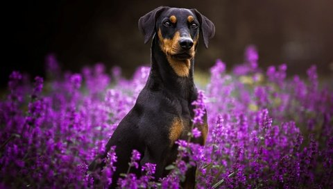 Обои цветы, мордочка, взгляд, собака, пинчер, flowers, muzzle, look, dog, pinscher разрешение 1920x1200 Загрузить