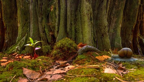 Обои природа, листья, макро, стволы, осень, мох, улитка, mykhailo sherman, nature, leaves, macro, trunks, autumn, moss, snail разрешение 2048x1355 Загрузить