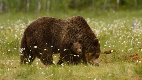 Обои трава, природа, животные, хищники, медведи, детеныш, медвежонок, медведица, harry eggens, grass, nature, animals, predators, bears, cub, bear разрешение 1920x1216 Загрузить