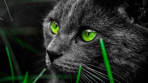 Обои глаза, животные, кот, взгляд, зеленые, eyes, animals, cat, look, green разрешение 1920x1200 Загрузить