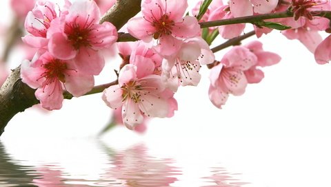 Обои цветы, вода, ветка, отражение, весна, розовые, сакура, flowers, water, branch, reflection, spring, pink, sakura разрешение 3840x2160 Загрузить