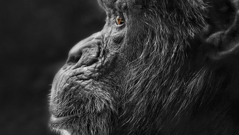 Обои природа, фон, чёрно-белое, профиль, обезьяна, горилла, nature, background, black and white, profile, monkey, gorilla разрешение 2048x1351 Загрузить