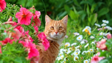 Обои цветы, кот, мордочка, кошка, взгляд, луг, животное, flowers, cat, muzzle, look, meadow, animal разрешение 5184x3456 Загрузить